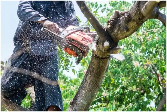 tree services Twin Lakes
